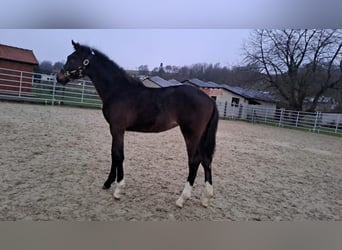 Westfaliano, Yegua, 1 año, Castaño oscuro