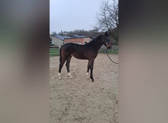 Westfaliano, Yegua, 1 año, Castaño oscuro