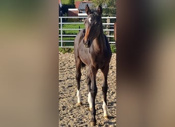 Westfaliano, Yegua, 1 año, Castaño oscuro