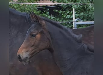 Westfaliano, Yegua, 1 año, Castaño oscuro