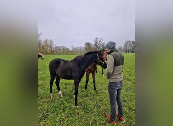 Westfaliano, Yegua, 1 año, Negro