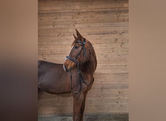 Westfaliano, Yegua, 23 años, 170 cm, Alazán