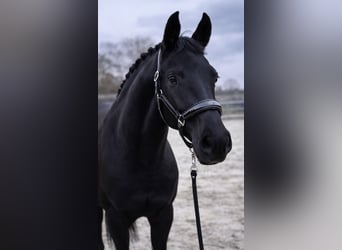 Westfaliano, Yegua, 26 años, 165 cm, Negro