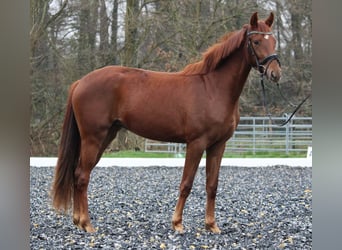 Westfaliano, Yegua, 2 años, 162 cm, Alazán-tostado