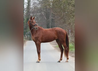 Westfaliano, Yegua, 2 años, 162 cm, Alazán-tostado