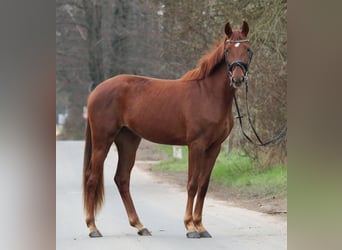 Westfaliano, Yegua, 2 años, 162 cm, Alazán-tostado