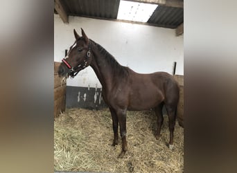 Westfaliano, Yegua, 2 años, 168 cm, Alazán-tostado