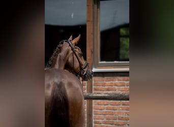 Westfaliano, Yegua, 2 años, 168 cm, Alazán-tostado