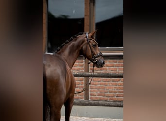 Westfaliano, Yegua, 2 años, 168 cm, Alazán-tostado