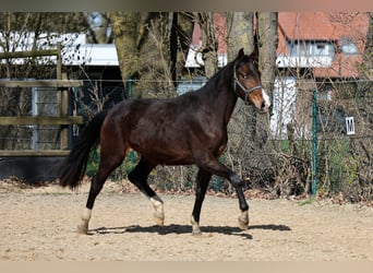 Westfaliano, Yegua, 2 años, 168 cm, Castaño