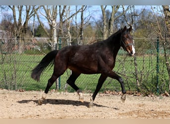 Westfaliano, Yegua, 2 años, 168 cm, Castaño
