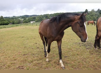 Westfaliano, Yegua, 2 años, 170 cm, Castaño