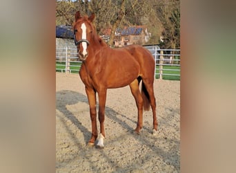 Westfaliano, Yegua, 2 años, 172 cm, Alazán