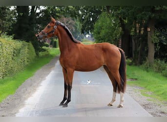 Westfaliano, Yegua, 2 años, Castaño