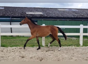 Westfaliano, Yegua, 2 años, Castaño