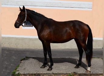 Westfaliano, Yegua, 2 años, Castaño oscuro