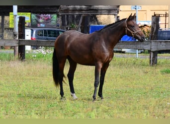 Westfaliano, Yegua, 2 años, Castaño oscuro