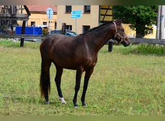 Westfaliano, Yegua, 2 años, Castaño oscuro