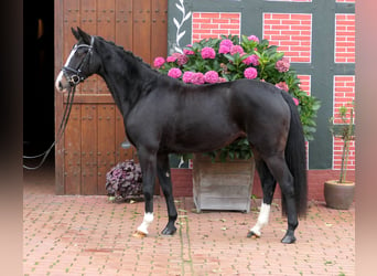 Westfaliano, Yegua, 3 años, 155 cm, Castaño oscuro