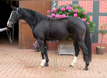 Westfaliano, Yegua, 3 años, 155 cm, Castaño oscuro