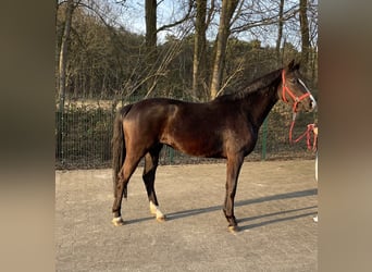 Westfaliano, Yegua, 3 años, 156 cm, Negro