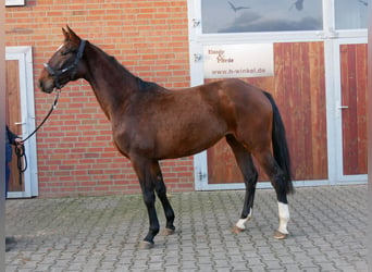 Westfaliano, Yegua, 3 años, 157 cm, Castaño