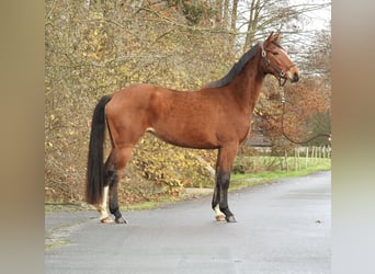 Westfaliano, Yegua, 3 años, 158 cm, Castaño