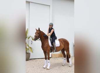 Westfaliano, Yegua, 3 años, 160 cm, Alazán