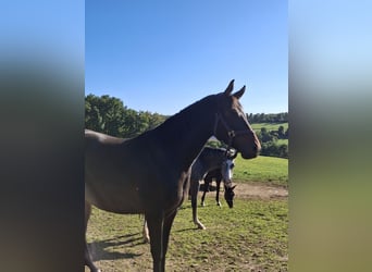 Westfaliano, Yegua, 3 años, 160 cm, Castaño