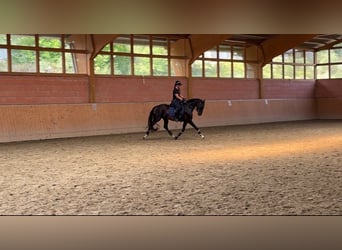 Westfaliano, Yegua, 3 años, 160 cm, Negro