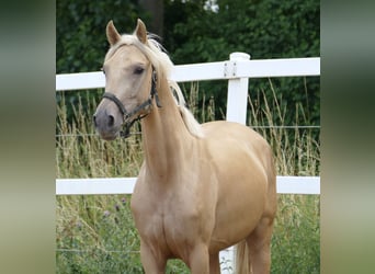 Westfaliano, Yegua, 3 años, 160 cm, Palomino