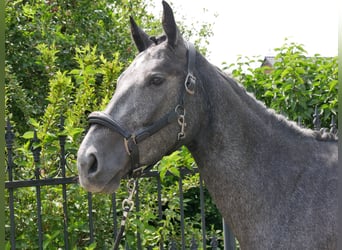 Westfaliano, Yegua, 3 años, 161 cm