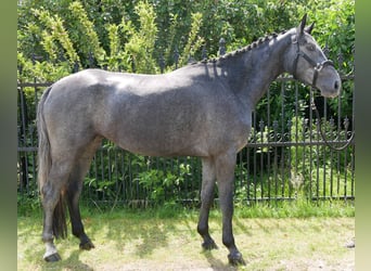 Westfaliano, Yegua, 3 años, 161 cm
