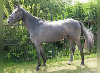 Westfaliano, Yegua, 3 años, 161 cm