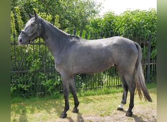 Westfaliano, Yegua, 3 años, 161 cm