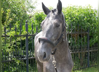 Westfaliano, Yegua, 3 años, 161 cm