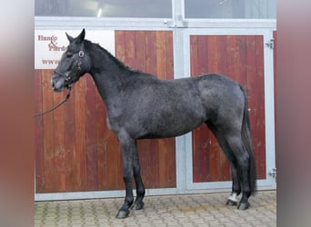 Westfaliano, Yegua, 3 años, 161 cm