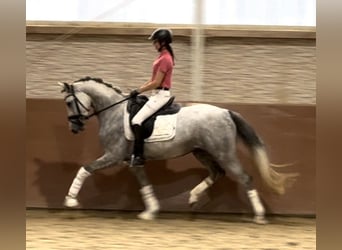 Westfaliano, Yegua, 3 años, 161 cm, Tordo