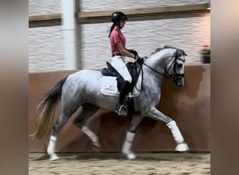 Westfaliano, Yegua, 3 años, 161 cm, Tordo