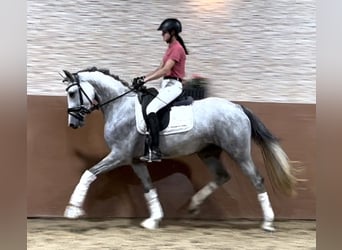 Westfaliano, Yegua, 3 años, 161 cm, Tordo