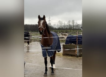 Westfaliano, Yegua, 3 años, 162 cm, Castaño