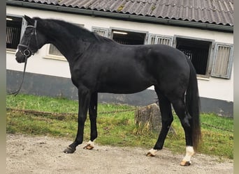Westfaliano, Yegua, 3 años, 162 cm, Negro