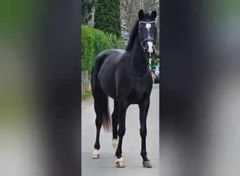 Westfaliano, Yegua, 3 años, 162 cm, Negro