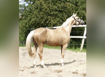 Westfaliano, Yegua, 3 años, 162 cm, Palomino