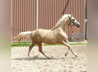 Westfaliano, Yegua, 3 años, 162 cm, Palomino