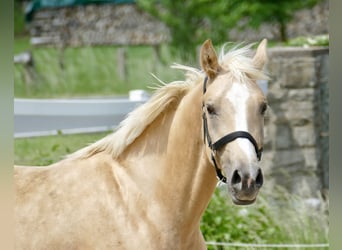 Westfaliano, Yegua, 3 años, 162 cm, Palomino