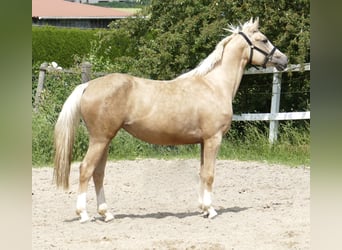 Westfaliano, Yegua, 3 años, 162 cm, Palomino