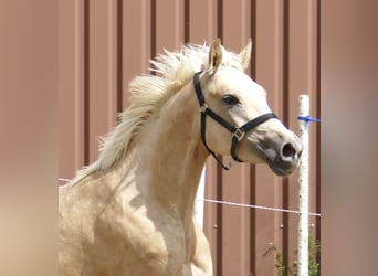 Westfaliano, Yegua, 3 años, 162 cm, Palomino