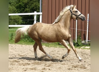 Westfaliano, Yegua, 3 años, 162 cm, Palomino