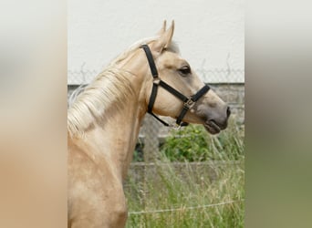 Westfaliano, Yegua, 3 años, 162 cm, Palomino